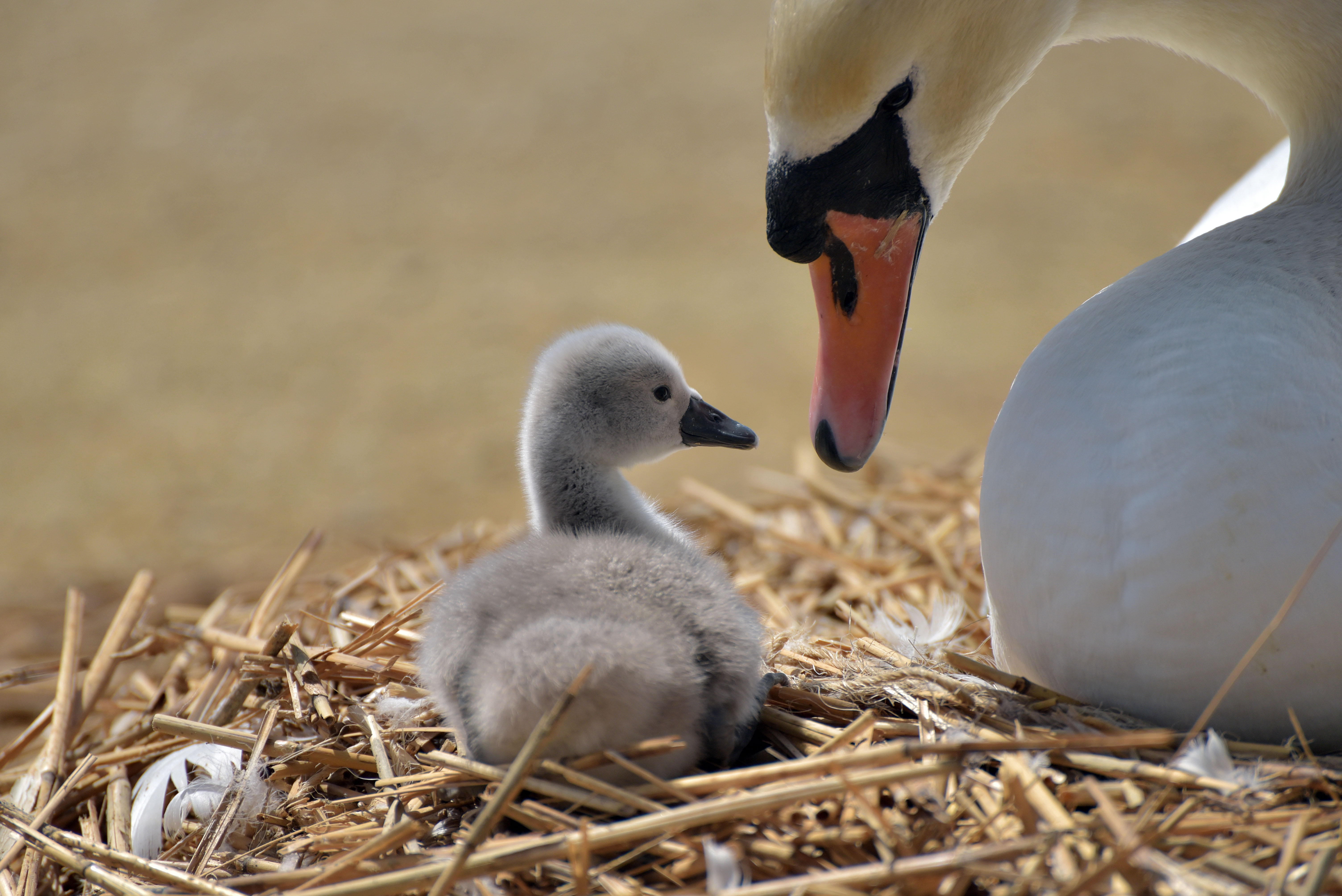 Adult swan with cygnet on nest, Abbotsbury, Dorset