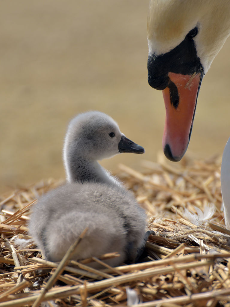 Adult swan with cygnet on nest, Abbotsbury, Dorset Adult swan with cygnet on nest, Abbotsbury, Dorset