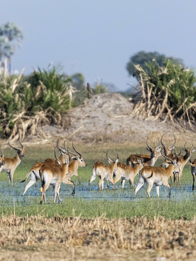 Red Lechwe in the bush crossing a river Red Lechwe in the bush crossing a river