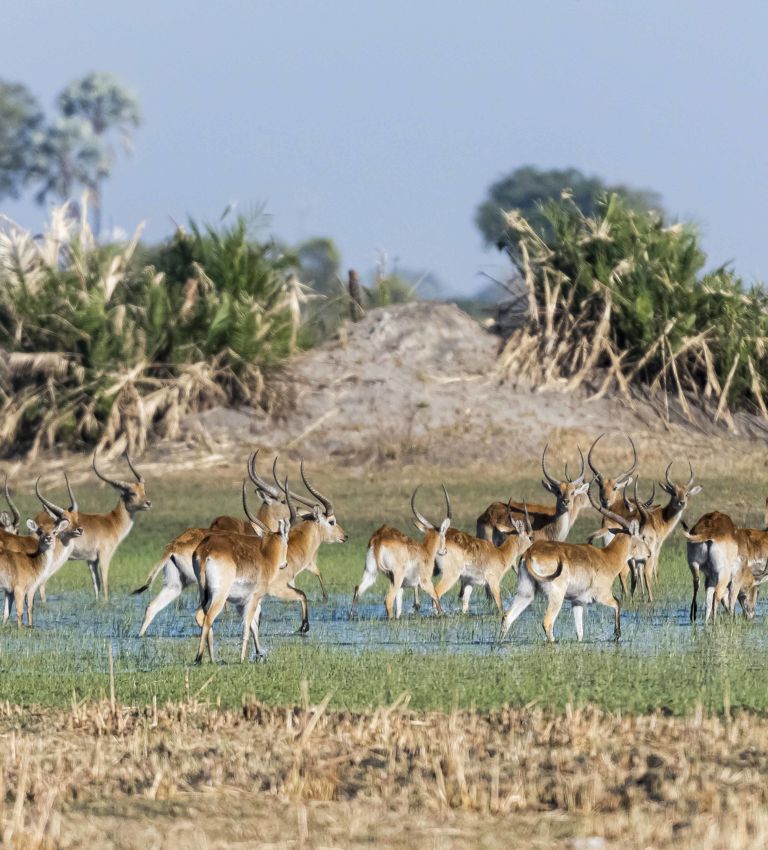 Red Lechwe in the bush crossing a river Red Lechwe in the bush crossing a river
