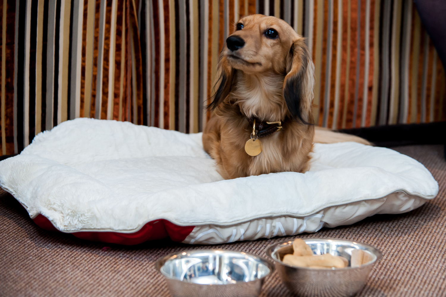 Pet service, complimentary dog bed and bowls