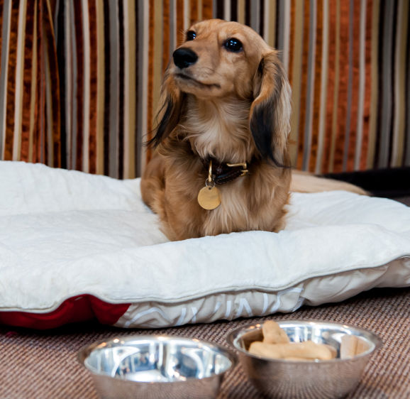 Pet service, complimentary dog bed and bowls Pet service, complimentary dog bed and bowls