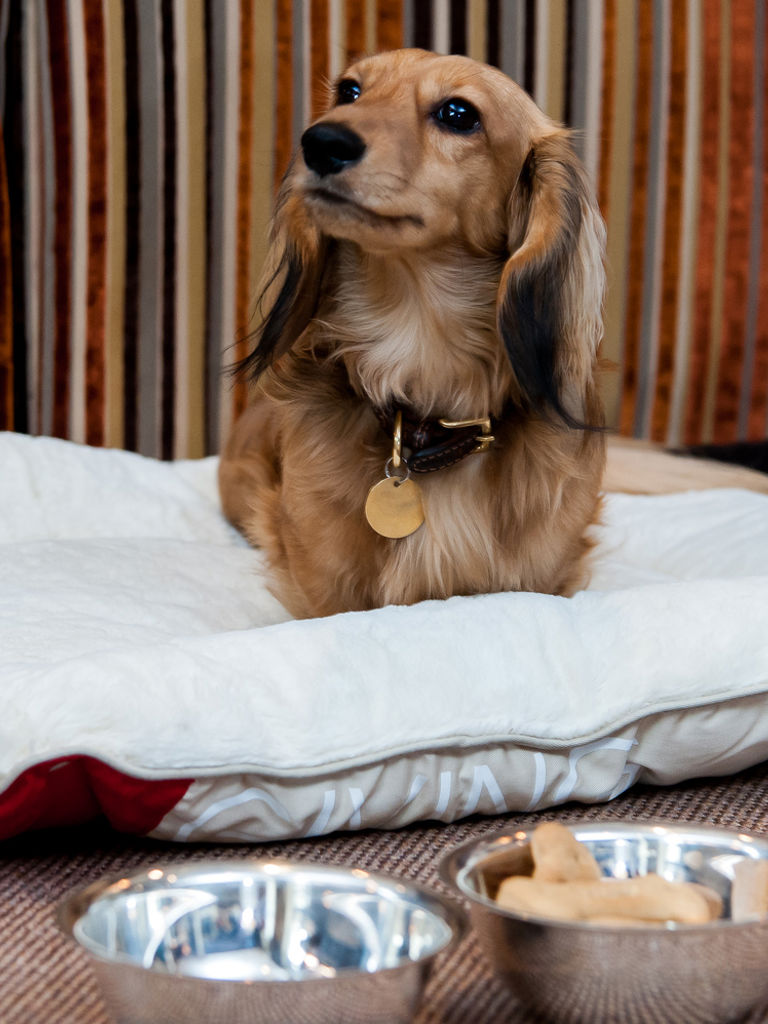 Pet service, complimentary dog bed and bowls Pet service, complimentary dog bed and bowls