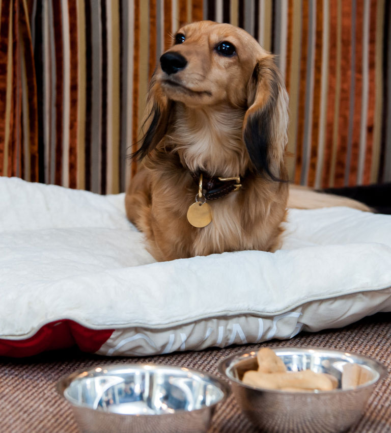 Pet service, complimentary dog bed and bowls Pet service, complimentary dog bed and bowls