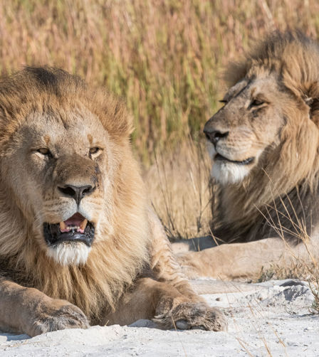 Lions at Xigera Lions at Xigera