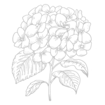 Hydrangea Illustration