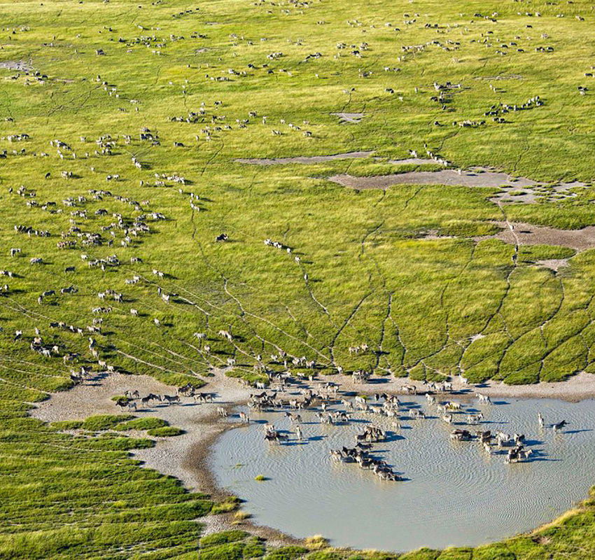 Helicopter Horizons Helicopter Horizons