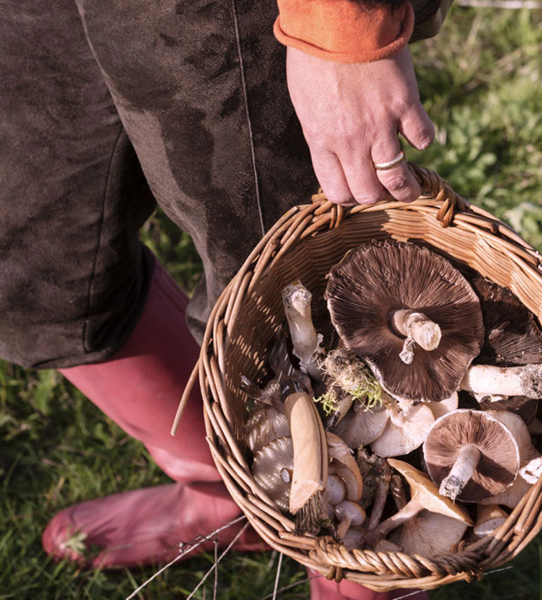 Mushroom Foraging Mushroom Foraging