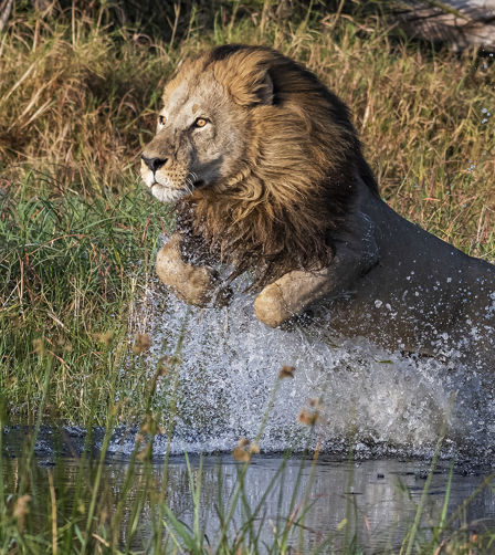 Lion Leaku swimming through water Lion Leaku swimming through water
