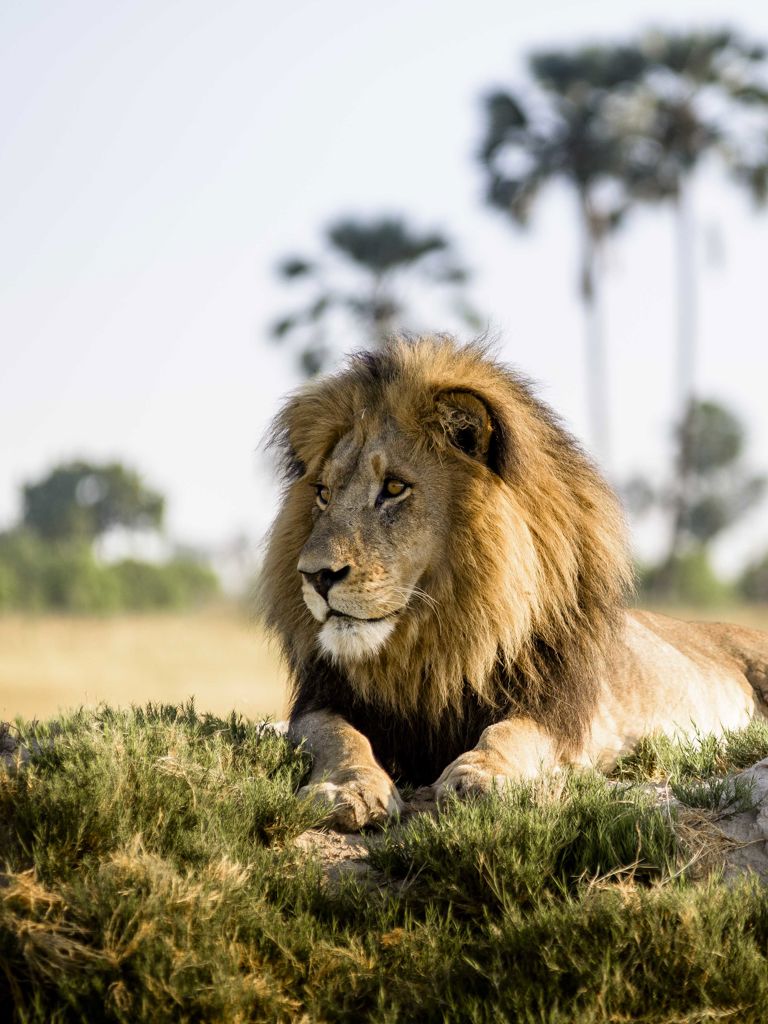 Lion laying on the grass plains Lion laying on the grass plains