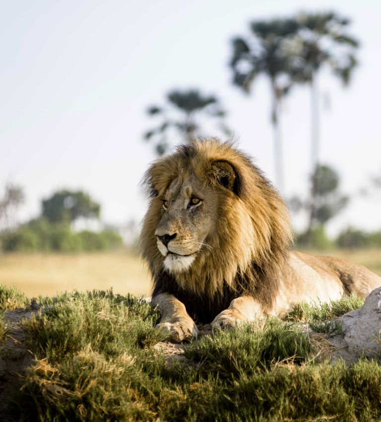 Lion laying on the grass plains Lion laying on the grass plains