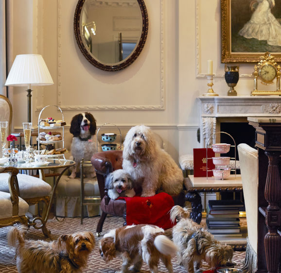 Doggy afternoon tea  Doggy afternoon tea