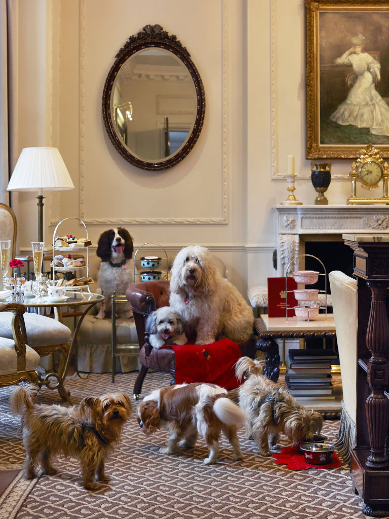 Doggy afternoon tea  Doggy afternoon tea