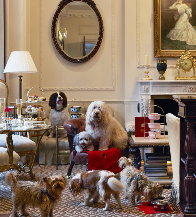 Doggy afternoon tea Doggy afternoon tea