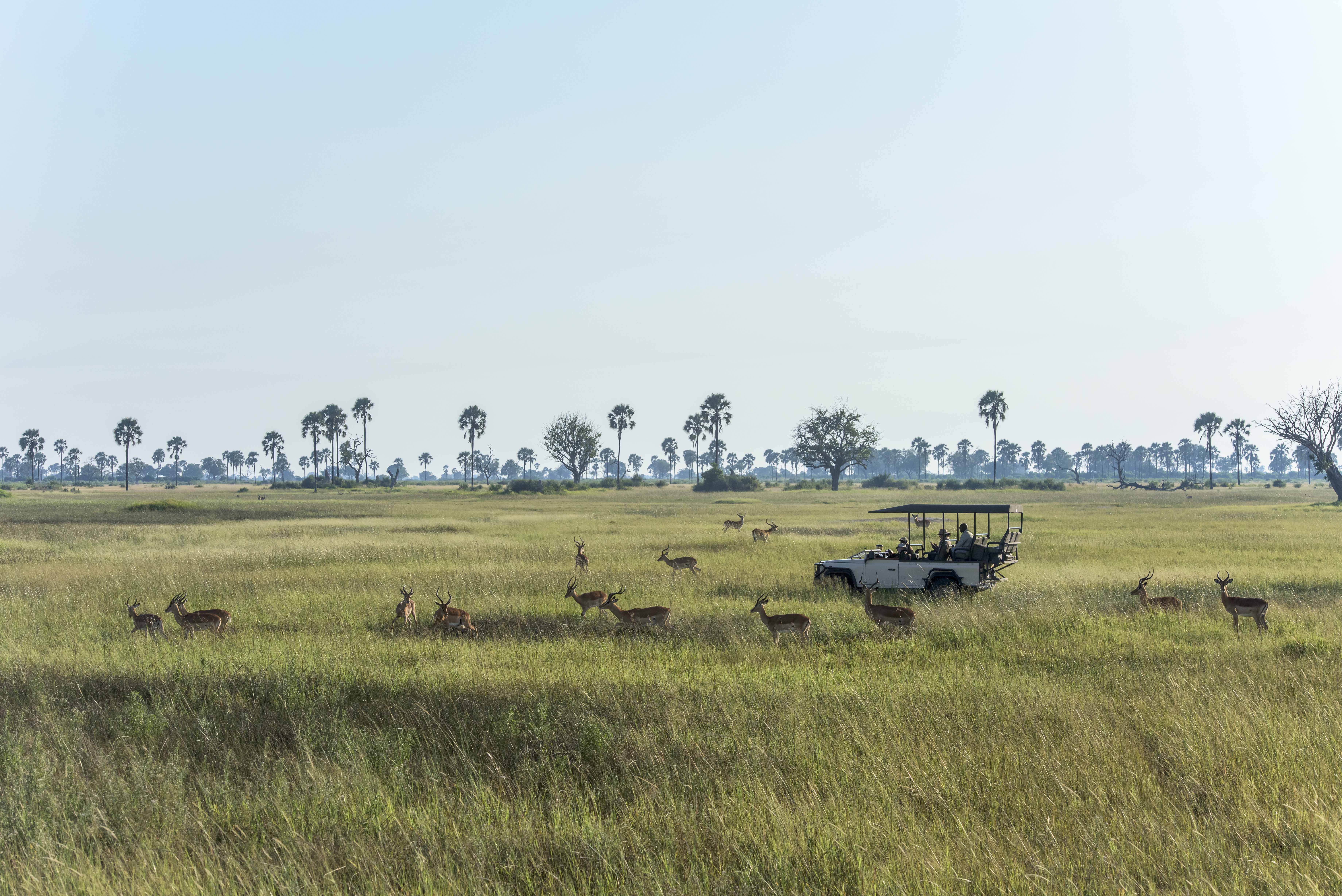 Game Drive with buk in the bush