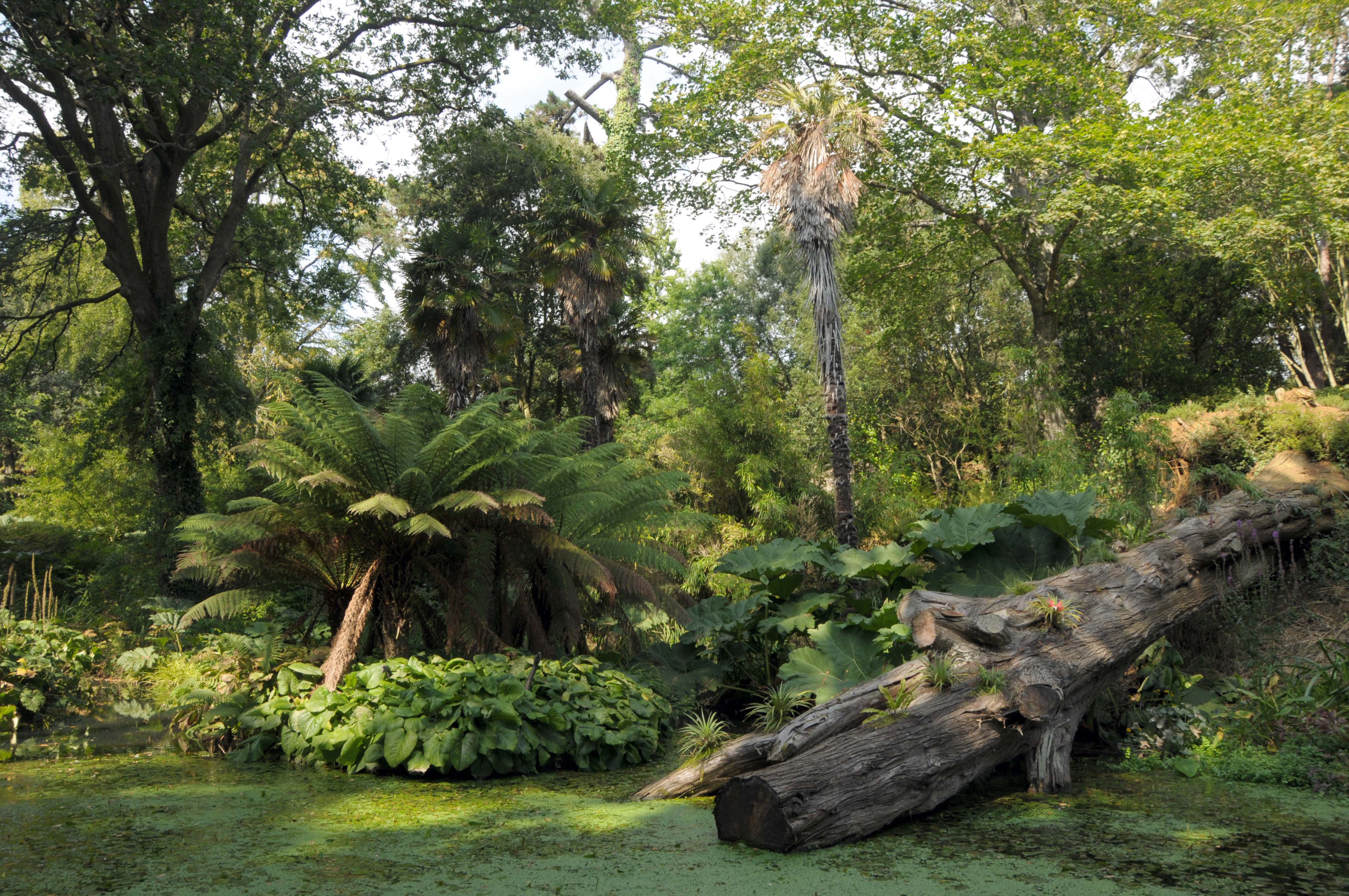 Pond and fallen tree in Abbotsbury gardens, Dorset