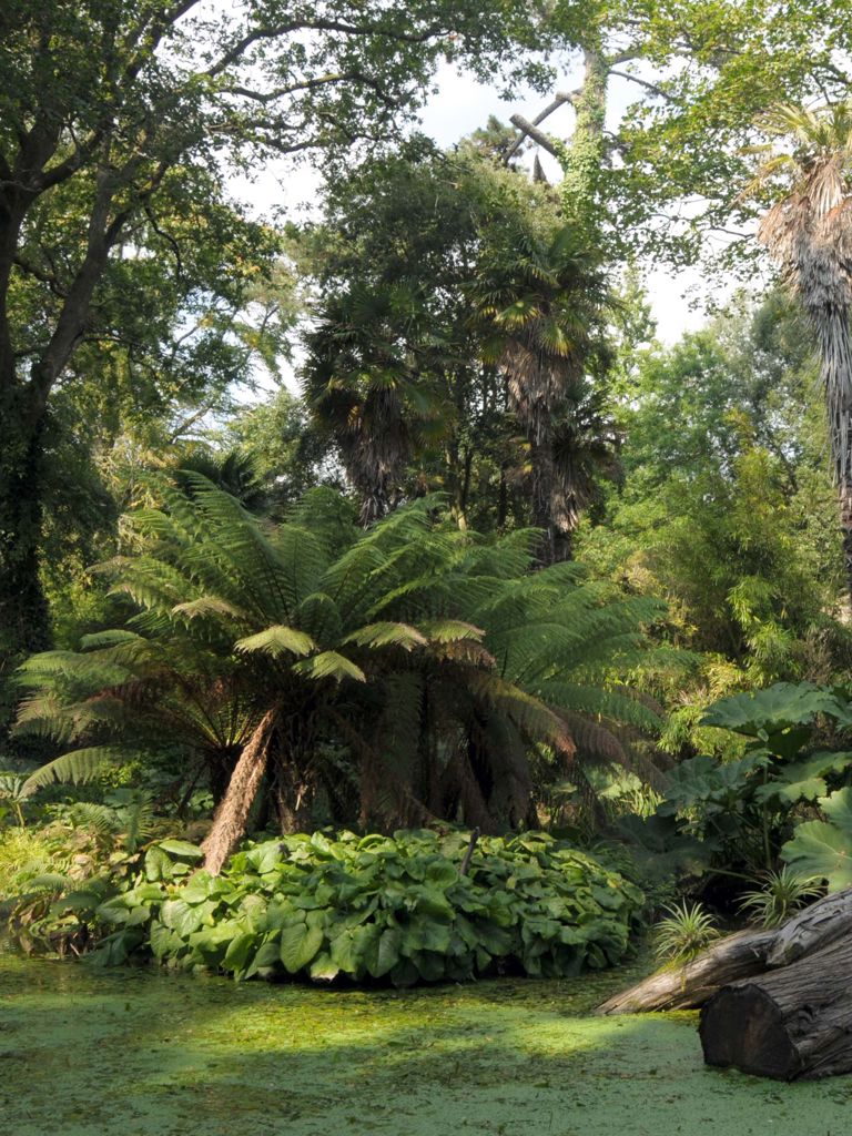 Pond and fallen tree in Abbotsbury gardens, Dorset Pond and fallen tree in Abbotsbury gardens, Dorset
