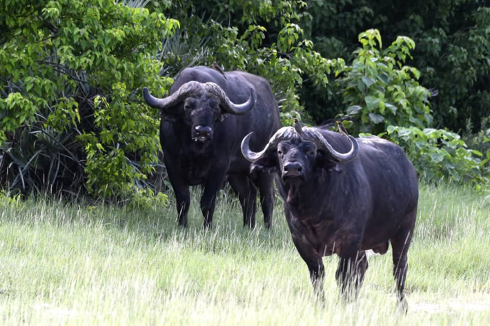 buffalo xigera january