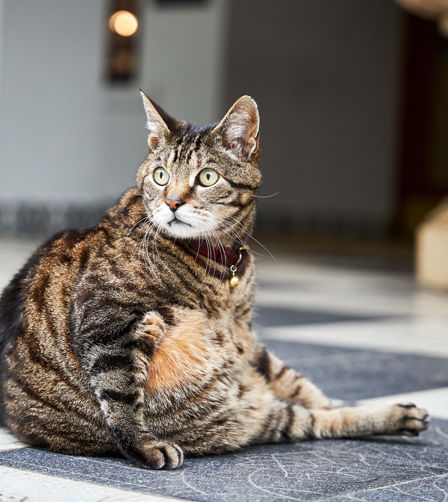 Skabenga The Oyster Box cat Skabenga The Oyster Box cat