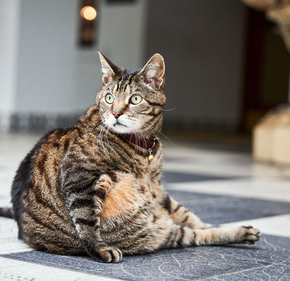 Skabenga The Oyster Box cat Skabenga The Oyster Box cat