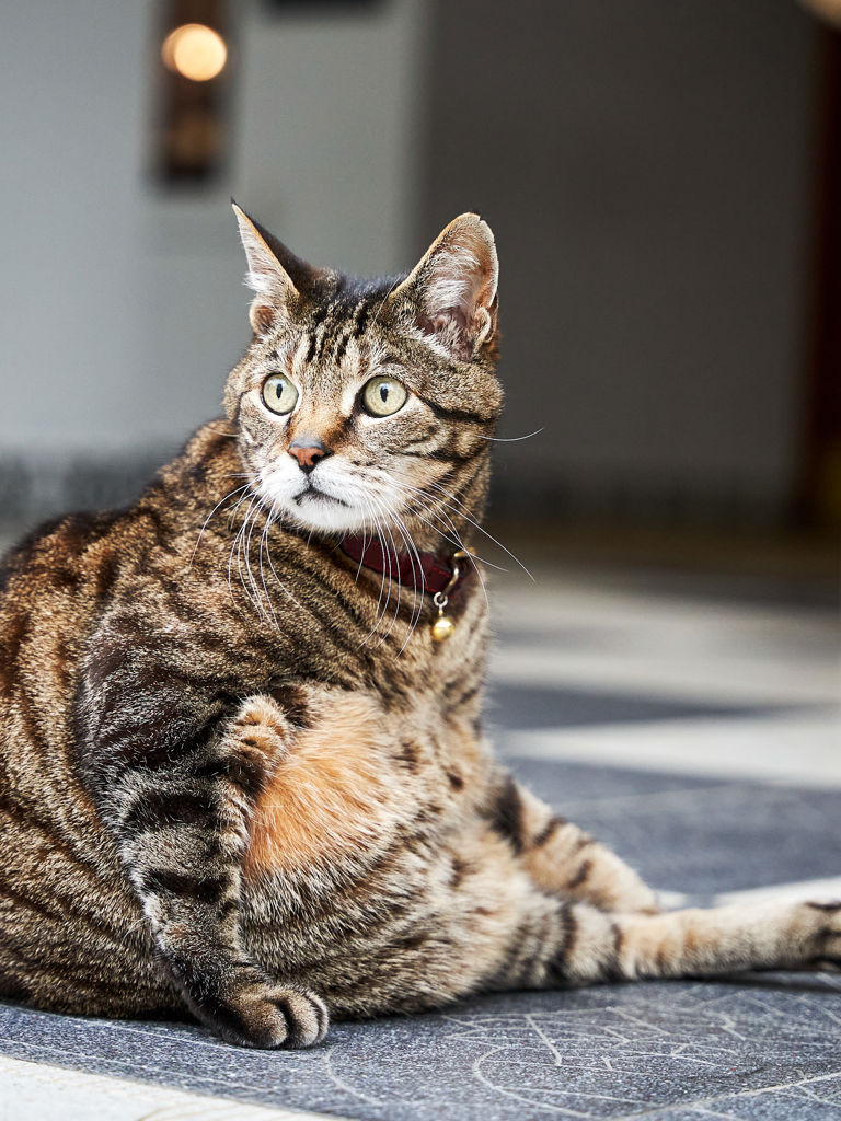 Skabenga The Oyster Box cat Skabenga The Oyster Box cat
