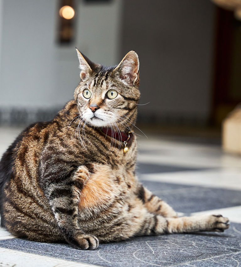 Skabenga The Oyster Box cat Skabenga The Oyster Box cat