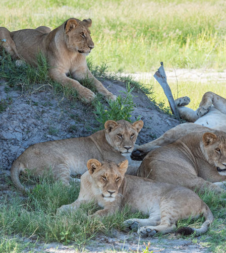 Xigera lions relaxing in the shade of the day Xigera lions relaxing in the shade of the day