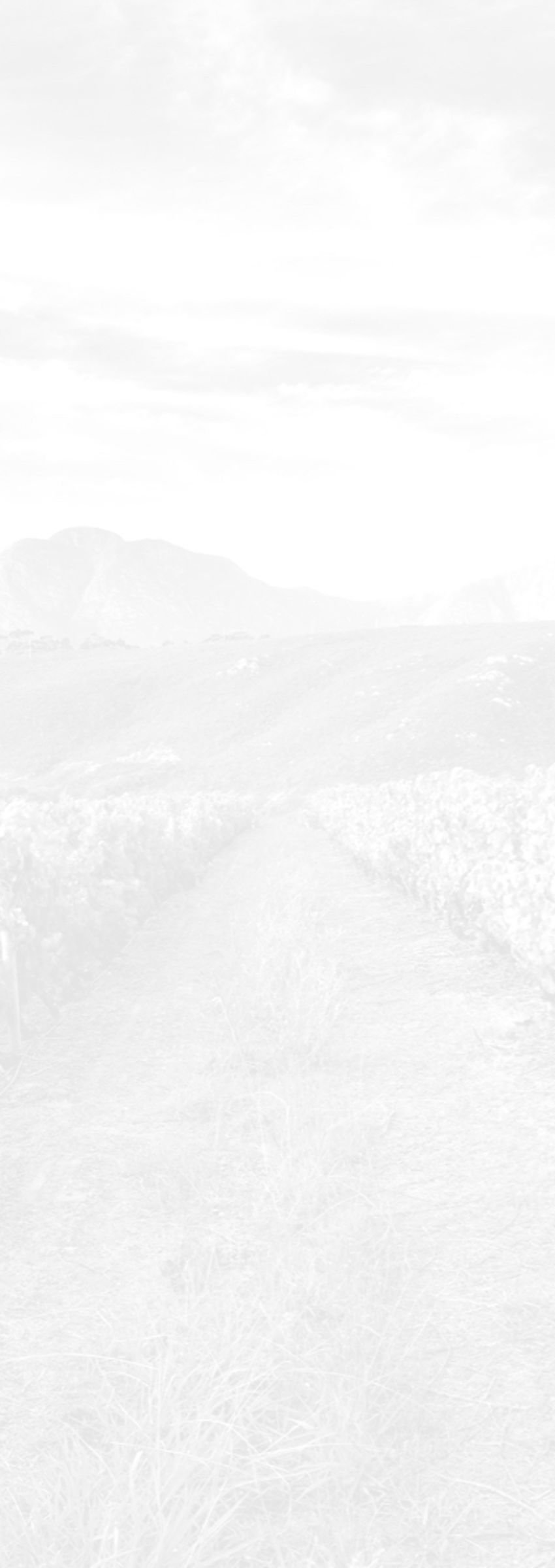 Bouchard Finlayson Vineyard Background Bouchard Finlayson Vineyard Background
