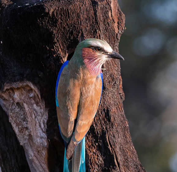 Xigera Birds Xigera Birds
