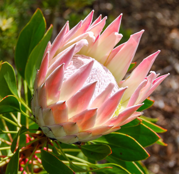 King protea flower growing in South African fynbos King protea flower growing in South African fynbos