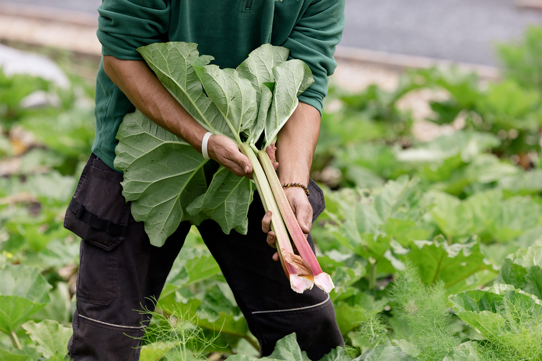 Vegetable Garden at Ashford Castle