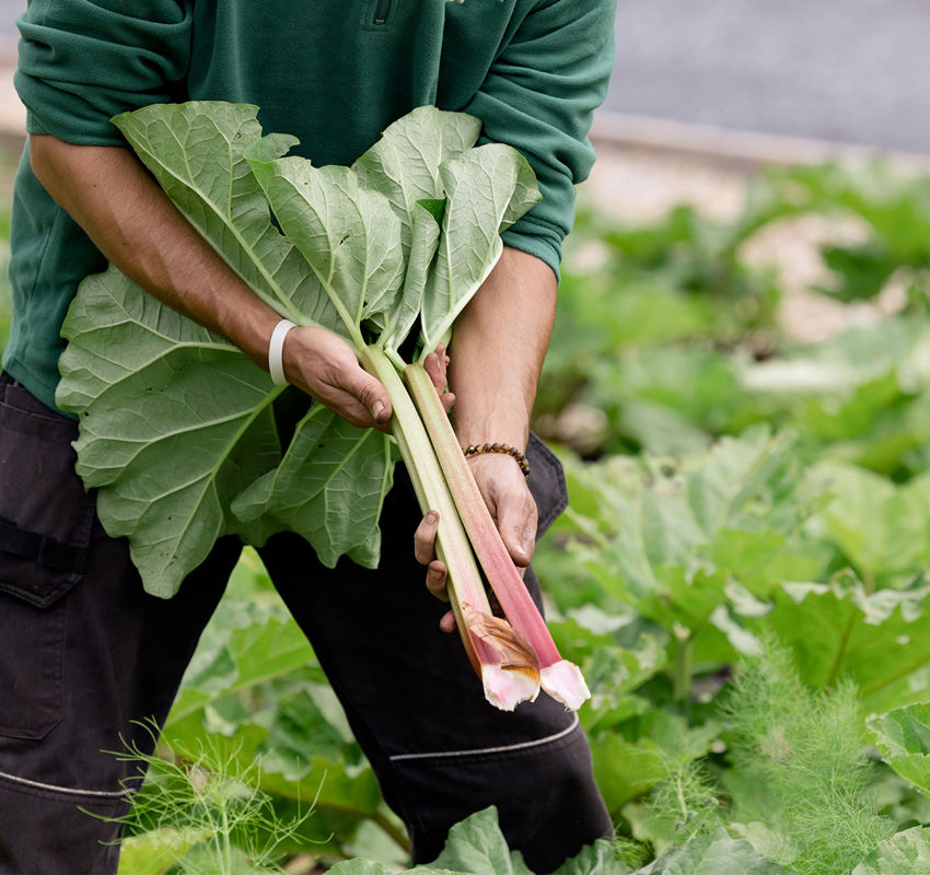 Vegetable Garden at Ashford Castle Vegetable Garden at Ashford Castle