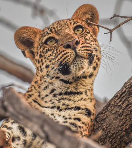 Leopard In a tree Reflecting Leopard In a tree Reflecting