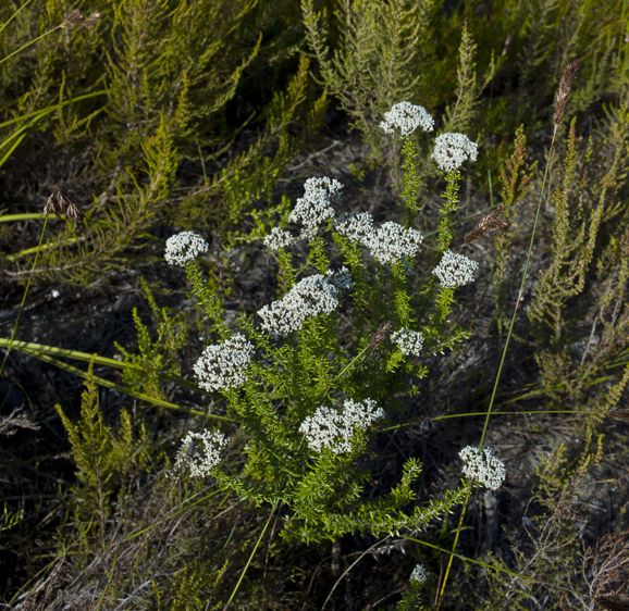 Bouchard Finlayson Fynbos Bouchard Finlayson Fynbos