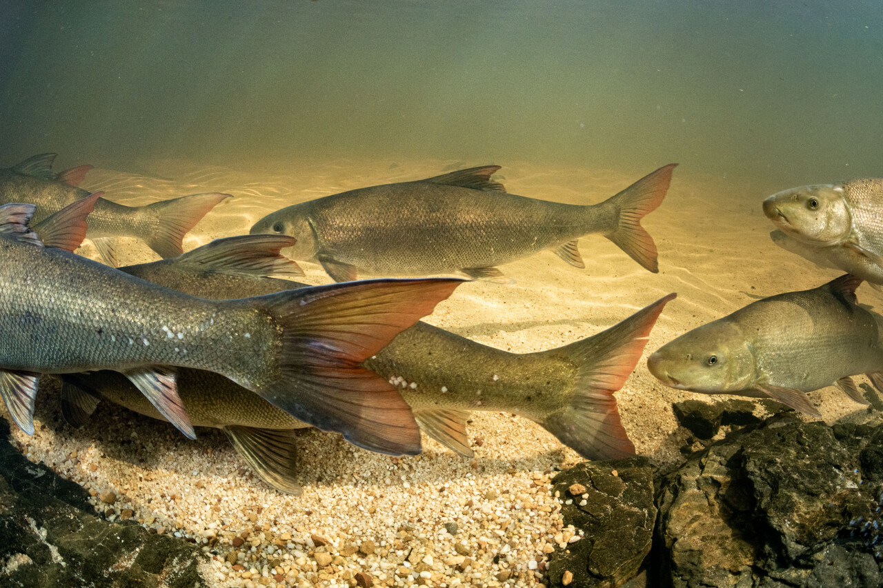 Freshwater research centre