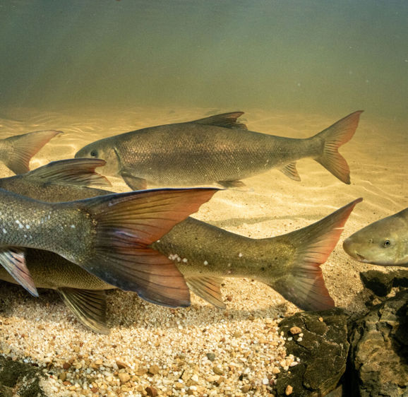 Freshwater research centre Freshwater research centre