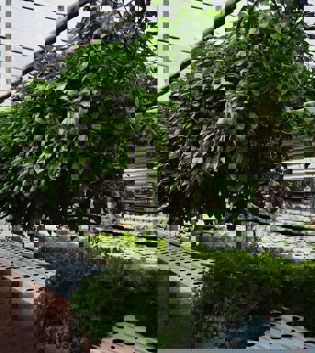 Hydroponic farming salad leaves hanging Hydroponic farming salad leaves hanging