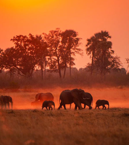 Elephants in Xigera Elephants in Xigera