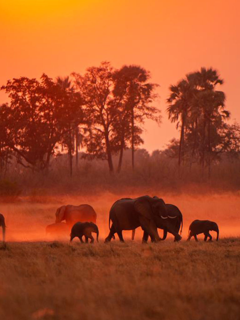 Elephants in Xigera Elephants in Xigera