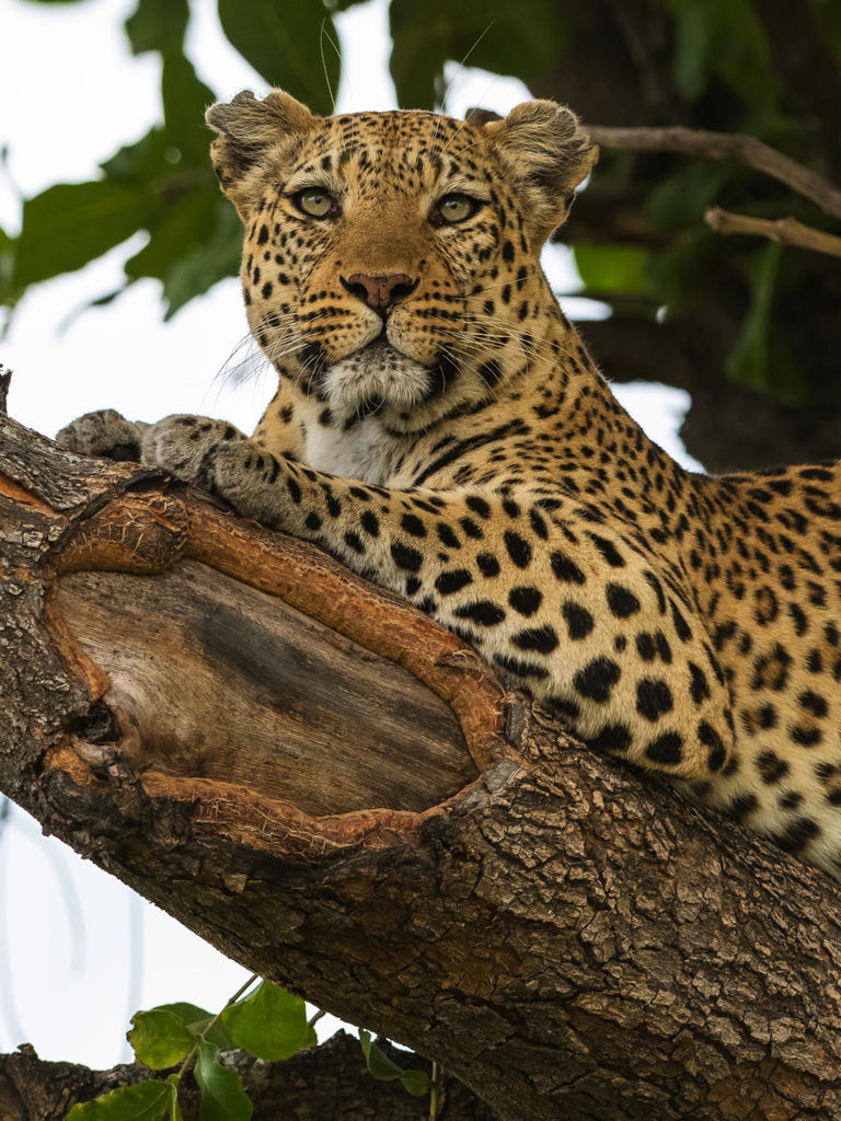 Leopard Madiphala laying in a tree Leopard Madiphala laying in a tree
