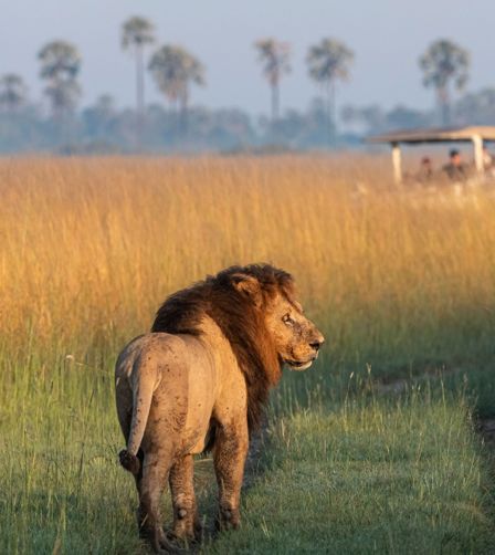 Lion sighting Lion sighting