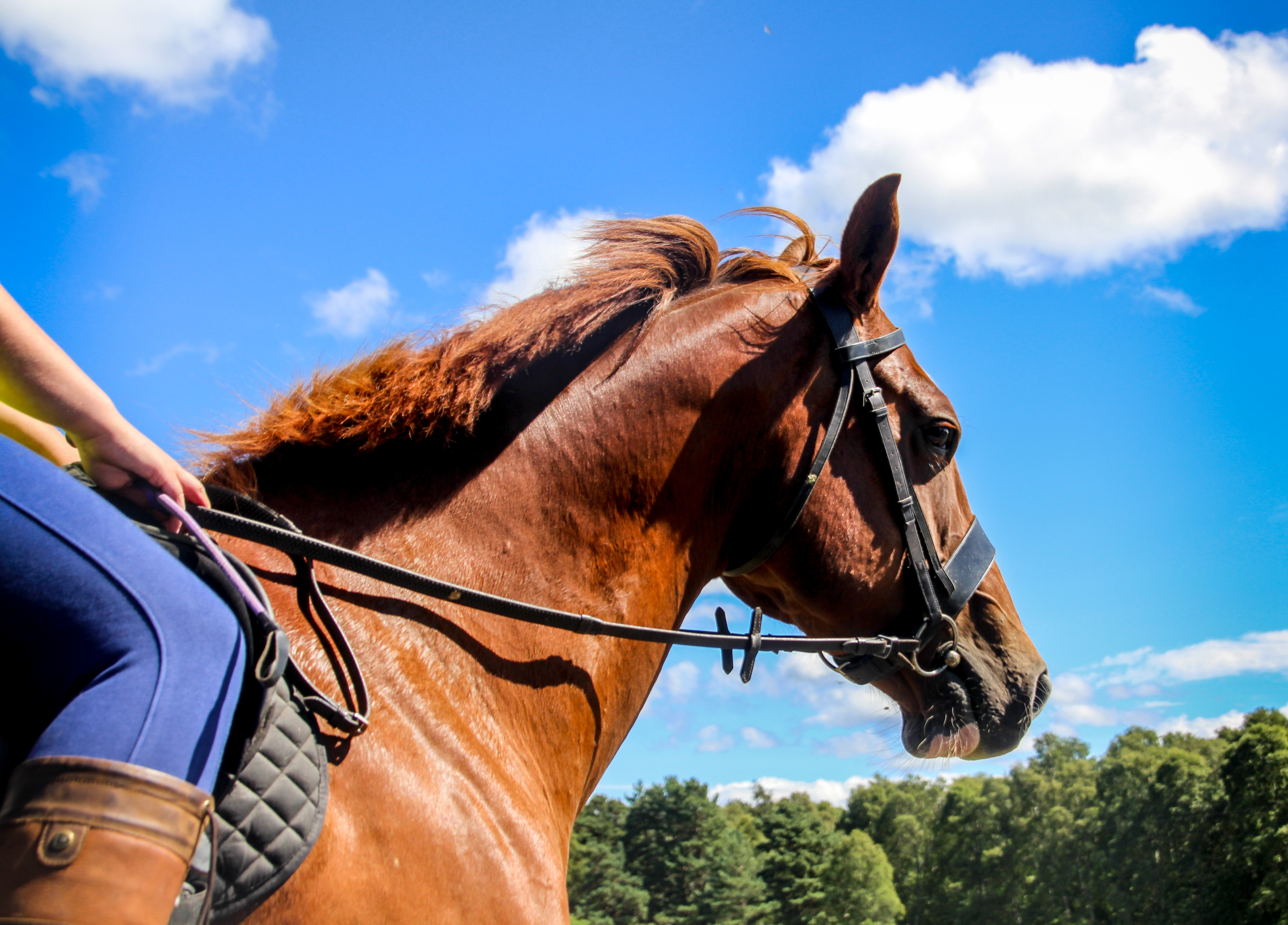 Horse riding in the country side, close up view of a horse portrait against blue sky and white clouds. Scotland, UK, summer time in the highlands