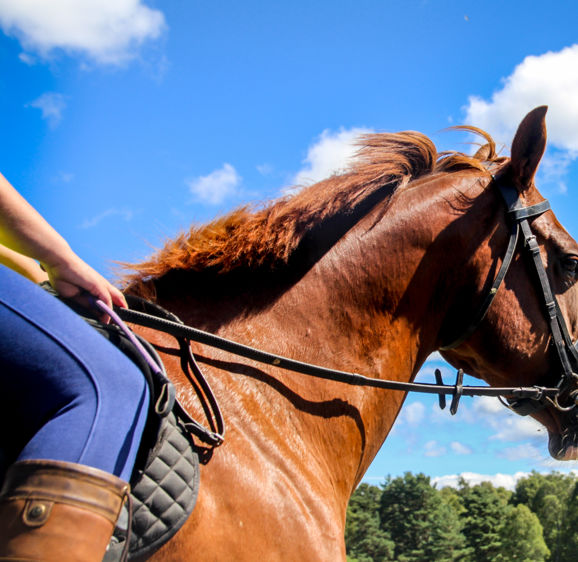 Horse riding in the country side, close up view of a horse portrait against blue sky and white clouds. Scotland, UK, summer time in the highlands Horse riding in the country side, close up view of a horse portrait against blue sky and white clouds. Scotland, UK, summer time in the highlands