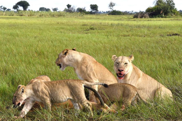lions surrounding kill