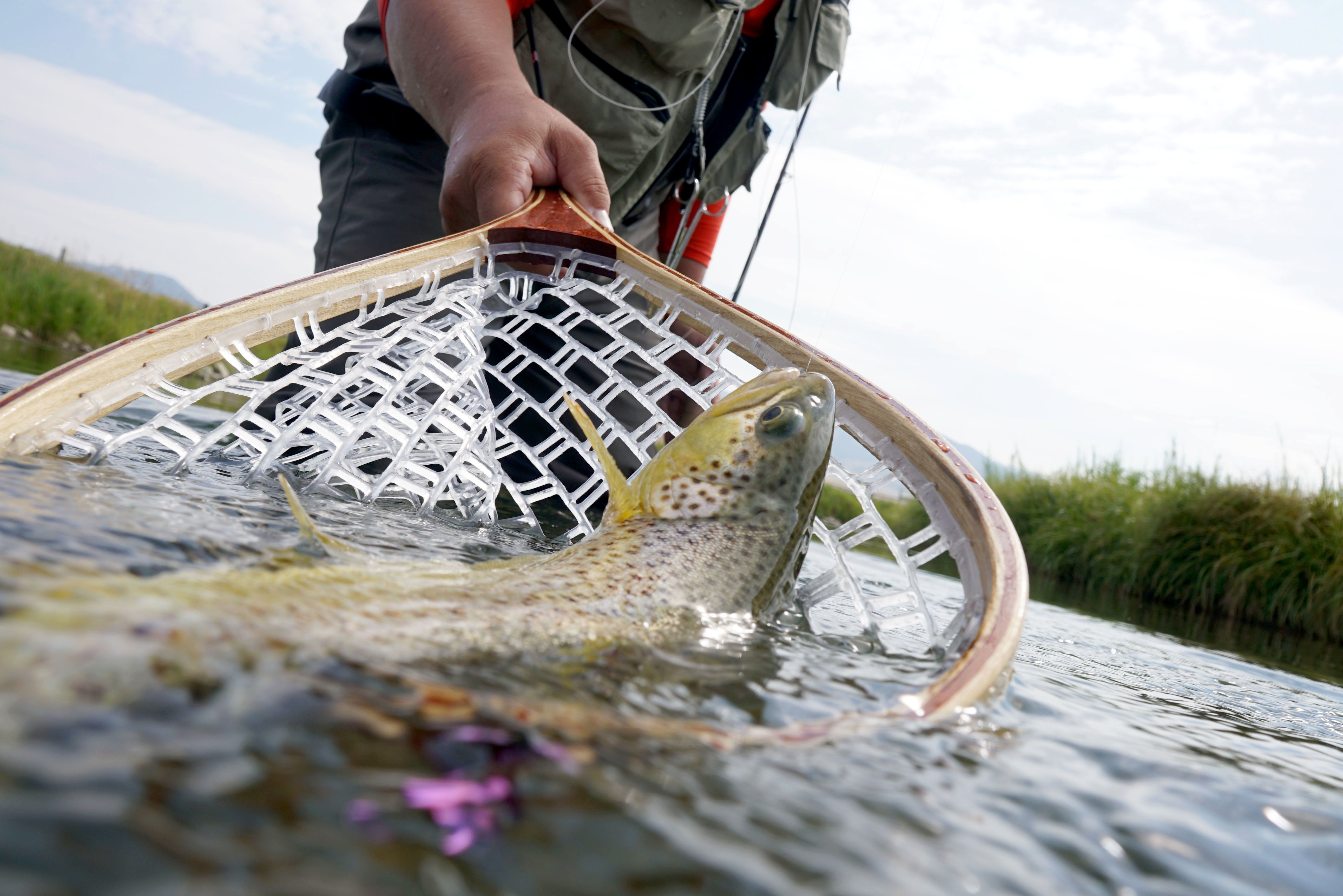 Brown trout being caught in fishing net