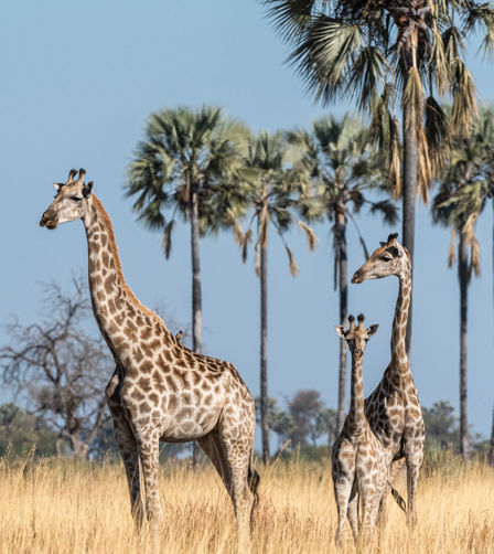 Xigera giraffes Xigera giraffes