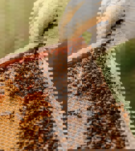 Bees Bees