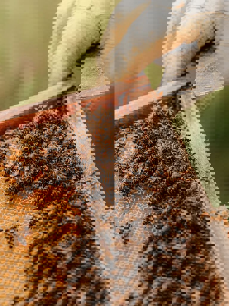 Bees Bees