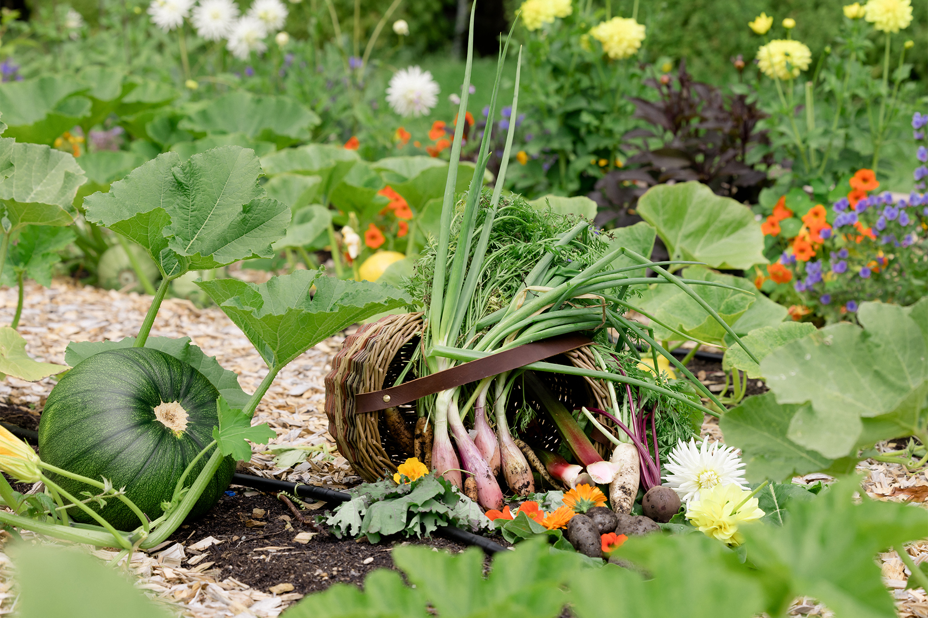 Vegetable Garden, Ashford Castle