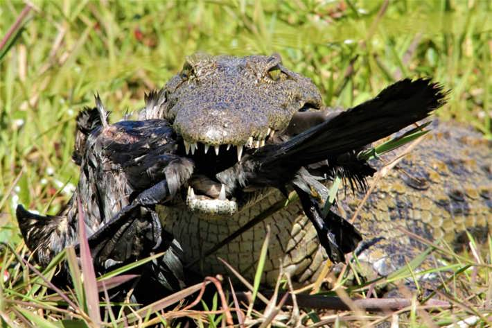 Crocodile holding bird Xigera
